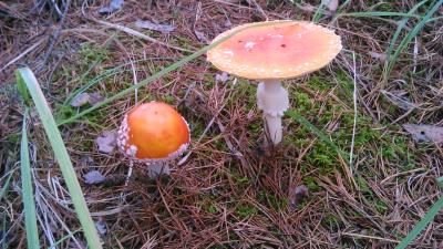 Прикрепленное изображение: DSC_0063_New3.jpg